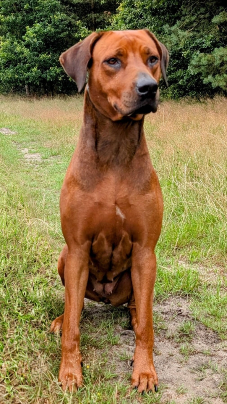 gaya